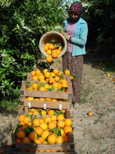 Kaliteli Ürün Almak İçin Toprak Yapısına Göre Ürün Yetiştirilecek