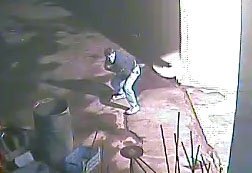 Kamera önünde maske takıp güvercin çaldı