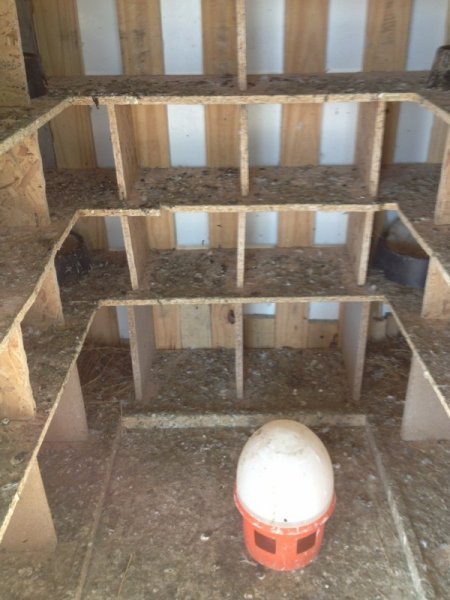 Kamera önünde maske takıp güvercin çaldı