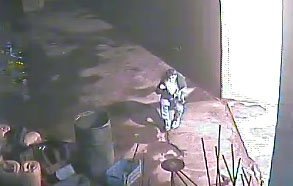 Kamera önünde maske takıp güvercin çaldı