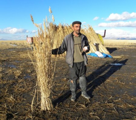 Kamış ürünü köylünün elinde kaldı