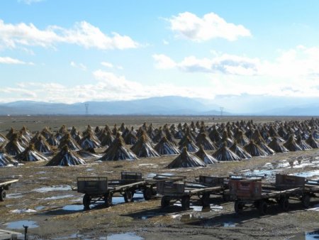 Kamış ürünü köylünün elinde kaldı