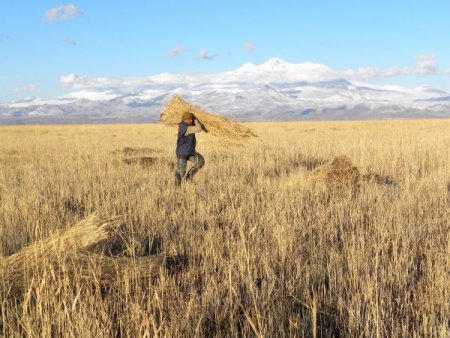 Kamış ürünü köylünün elinde kaldı