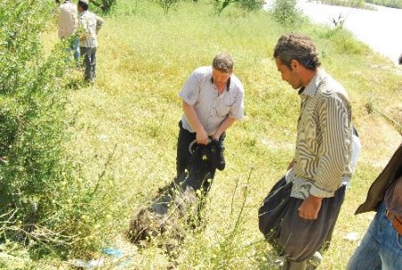 Kamyon keçi sürüsüne çarptı: 80 keçi telef oldu, 30'u yaralandı