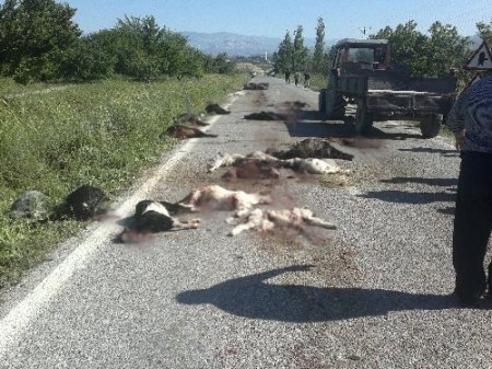 Kamyon keçi sürüsüne çarptı: 80 keçi telef oldu, 30'u yaralandı