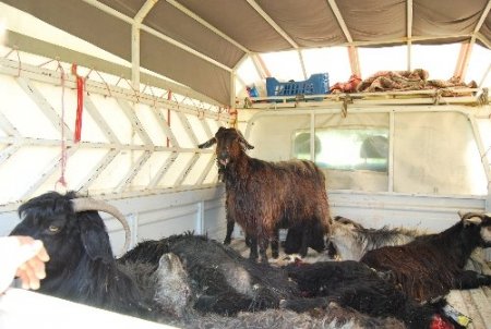 Kamyon keçi sürüsüne çarptı: 80 keçi telef oldu, 30'u yaralandı