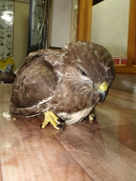 Kanadı Kırık Şahine Köylüler Sahip Çıktı