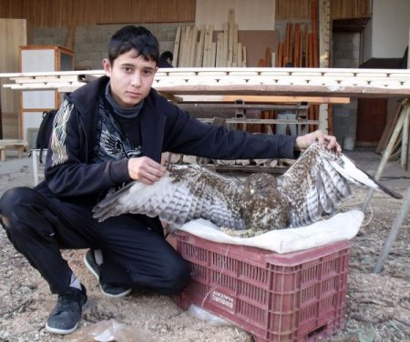 Kanadı Kırık Şahine Köylüler Sahip Çıktı