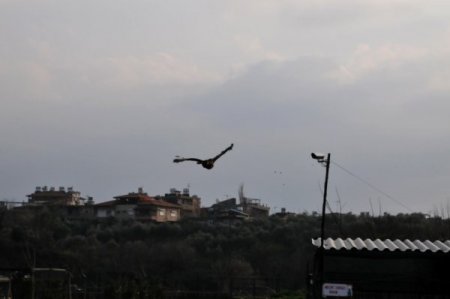 Kanadı Kırılan Atmaca Tedavi Edildikten Sonra Doğal Hayata Bırakıldı