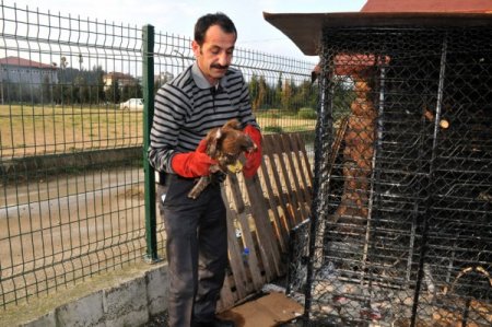 Kanadı Kırılan Atmaca Tedavi Edildikten Sonra Doğal Hayata Bırakıldı