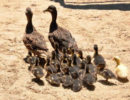Kanatlı Hayvan Çiftliği'nin Yavru Ördekleri Ziyaretçilerin İlgi Odağı Oluyor