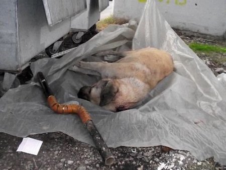 Kangal Köpeğini Demir Çubukla Döverek Öldürdüler