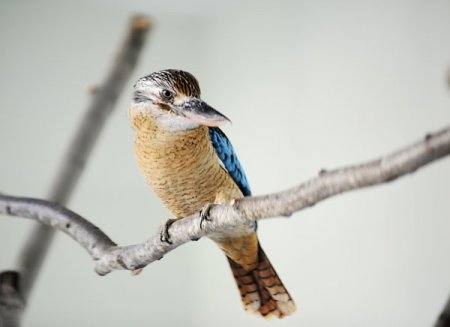 Kanguru ve gülen kuşlar ziyaretçi bekliyor