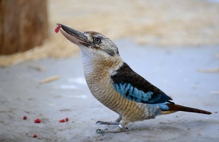 Kanguru ve gülen kuşlar ziyaretçi bekliyor