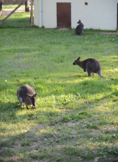Kanguru ve gülen kuşlar ziyaretçi bekliyor