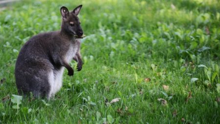 Kanguru ve gülen kuşlar ziyaretçi bekliyor