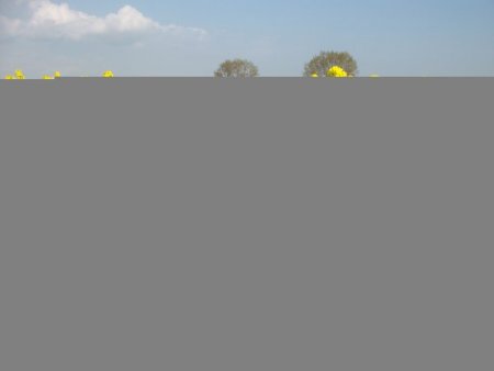 Kanola Ekimi, Sıvı Yağ Açığını Kapatacak Seviyeye Yükseliyor