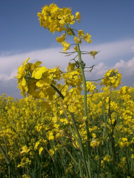 Kanola Ekimi, Sıvı Yağ Açığını Kapatacak Seviyeye Yükseliyor