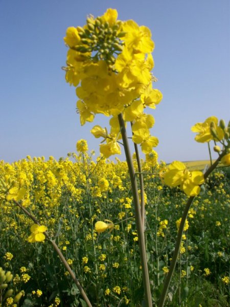 Kanola Ekimi, Sıvı Yağ Açığını Kapatacak Seviyeye Yükseliyor