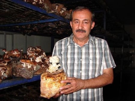 Kanser Tedavisinde Kullanılan Reishi Mantarının Kilosu 2 Bin 500 Liraya Satılıyor