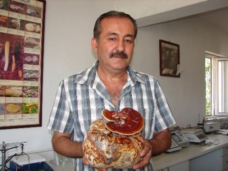 Kanser Tedavisinde Kullanılan Reishi Mantarının Kilosu 2 Bin 500 Liraya Satılıyor