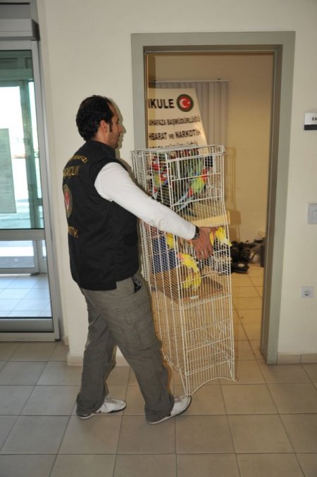 Kapıkule’de 29 Adet Kaçak Papağan Ele Geçirildi