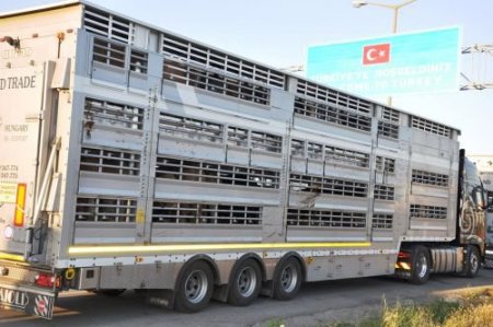 Kapıkule'den 9 Tır Canlı Hayvan Türkiye'ye Getirildi