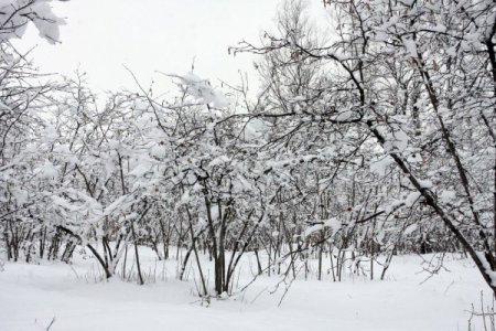 Kar, Fındık Üreticisinin Yüzünü Güldürdü