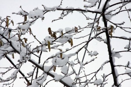 Kar, Fındık Üreticisinin Yüzünü Güldürdü
