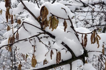 Kar, Fındık Üreticisinin Yüzünü Güldürdü