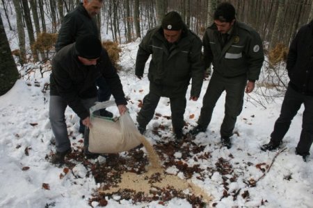 Kar altındaki Uludağ'da geyiklere yem bırakıldı