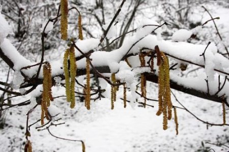 Kar Fındık Üreticisinin Yüzünü Güldürdü