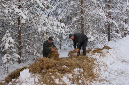 Kar nedeniyle besinsiz kalan yaban hayvanları için doğaya 3 ton yem bırakıldı