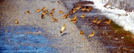 Kar Yağışı Başladı, Kuşlar Yine Unutulmadı