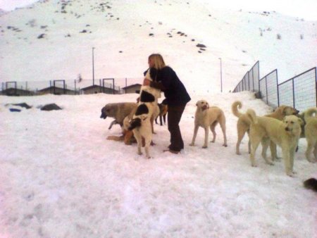 Kar yağışı sokak hayvanlarını da etkiledi