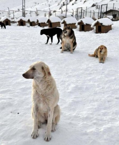 Kar yağışı sokak hayvanlarını da etkiledi