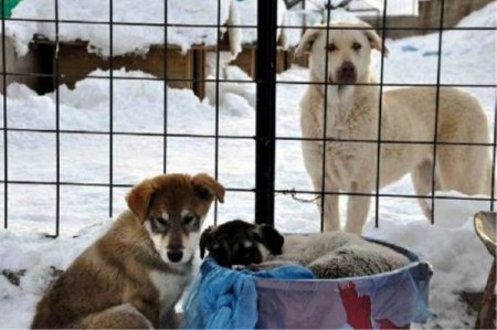 Kar yağışı sokak hayvanlarını da etkiledi