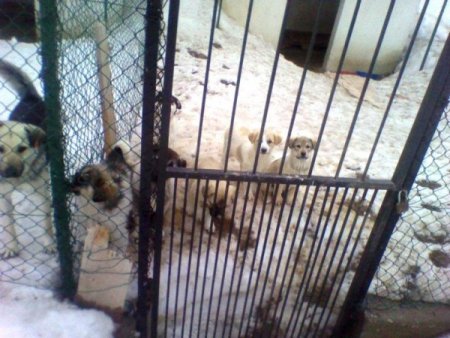 Kar yağışı sokak hayvanlarını da etkiledi