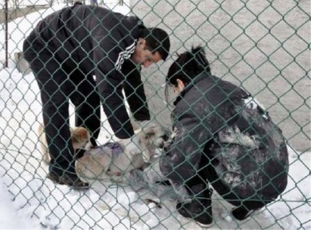 Kar yağışı sokak hayvanlarını da etkiledi