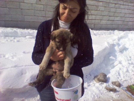 Kar yağışı sokak hayvanlarını da etkiledi