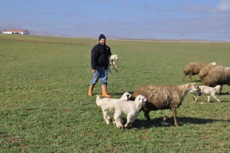 Kar Yağmayınca Koyunlar Kış Ayında Meranın Tadını Çıkarıyor
