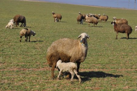 Kar Yağmayınca Koyunlar Kış Ayında Meranın Tadını Çıkarıyor