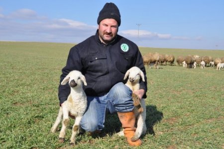 Kar Yağmayınca Koyunlar Kış Ayında Meranın Tadını Çıkarıyor