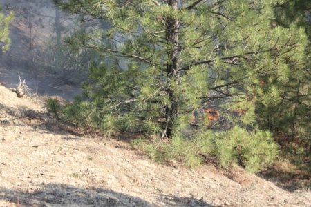 Karabük’te orman yangını