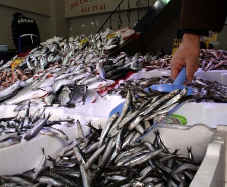 "Karadeniz, Hamsiden Yoksun Kalabilir"