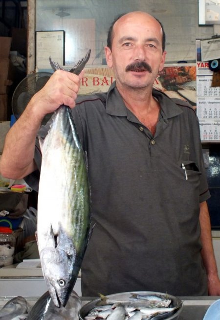 Karadeniz adeta palamut fışkırıyor