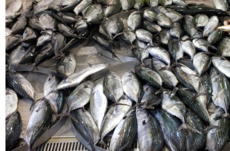 Karadeniz adeta palamut fışkırıyor