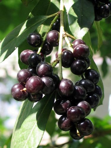 Karadeniz Bölgesi'nde 32 Cins Kara Yemiş Tespit Edildi