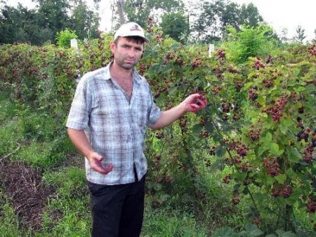 Karadeniz Çiftçisi, Fındığa Alternatif Olarak Böğürtlen Üretiminin Desteklenmesini İstiyor