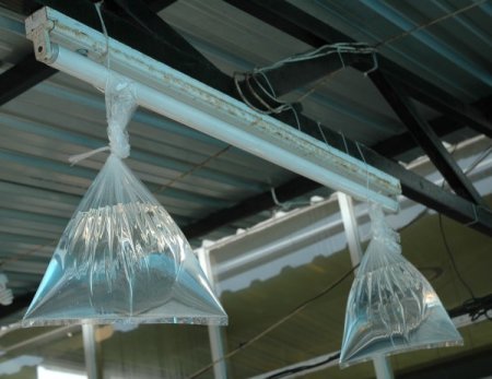 Karadeniz usulü sineksavar